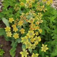 Bupleurum longifolium ‘Bronze Beauty’